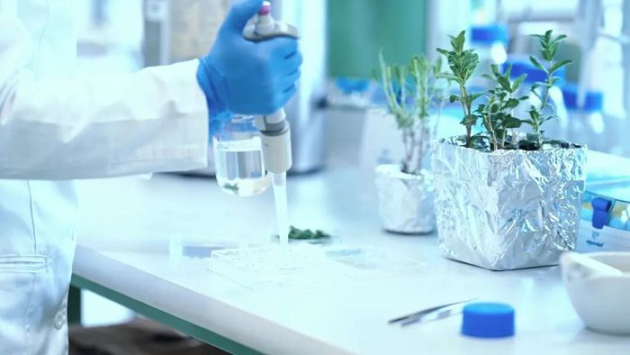 植物成長調節因子の試験